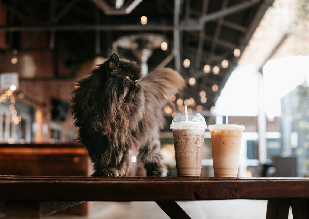 Are There Pet Friendly Cafes Or Restaurants In My Area?