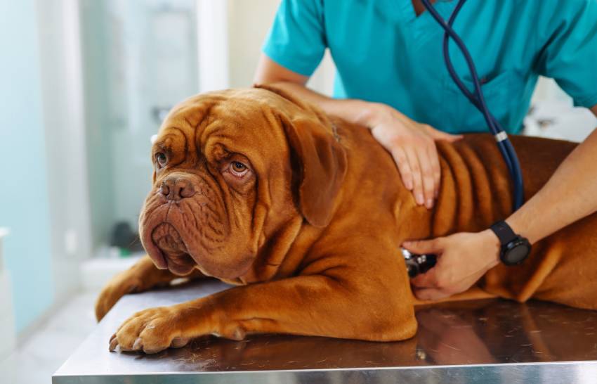cushings disease in dogs