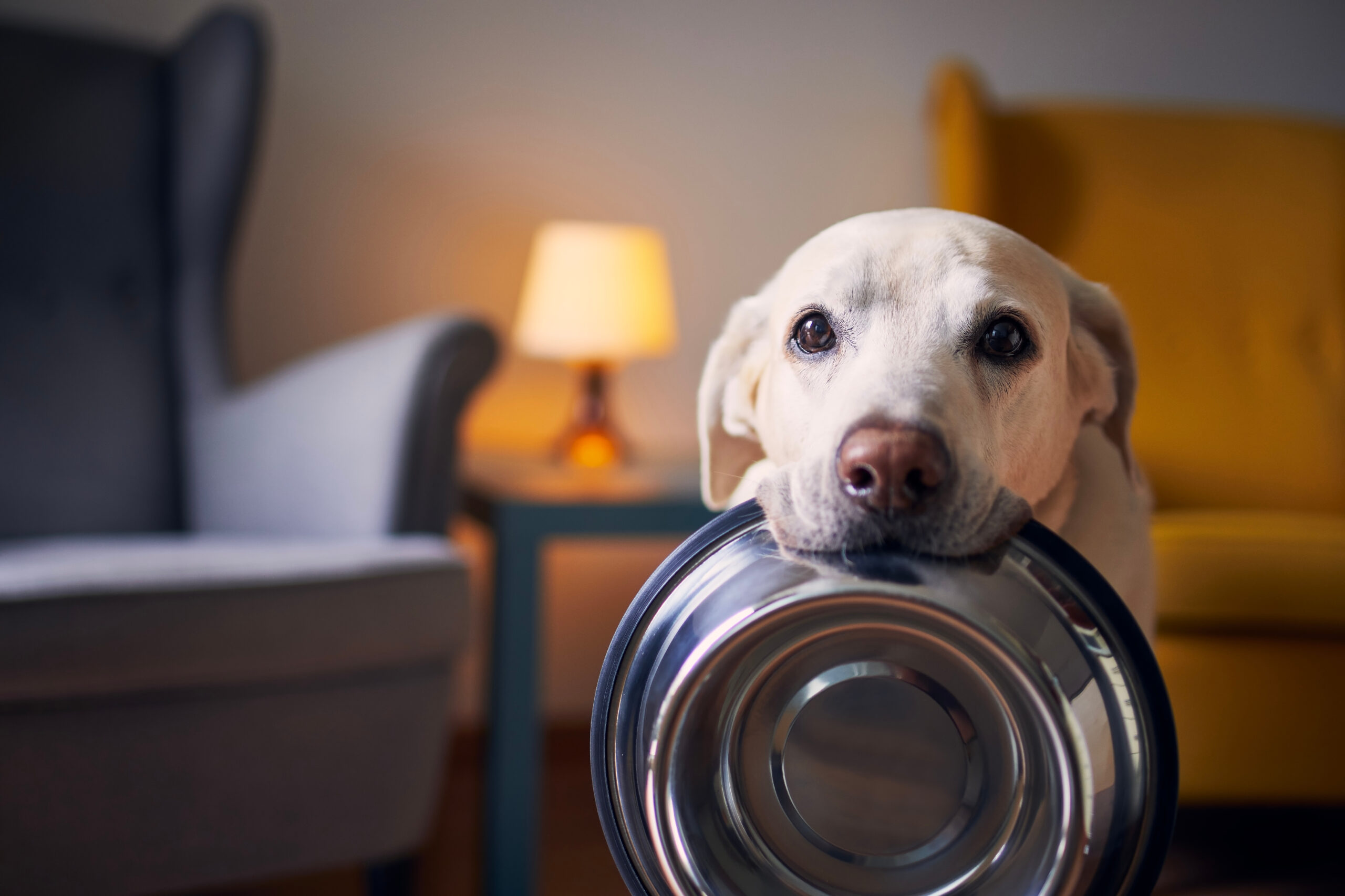 Do Pet Friendly Hotels Offer Special Menus For Pets?