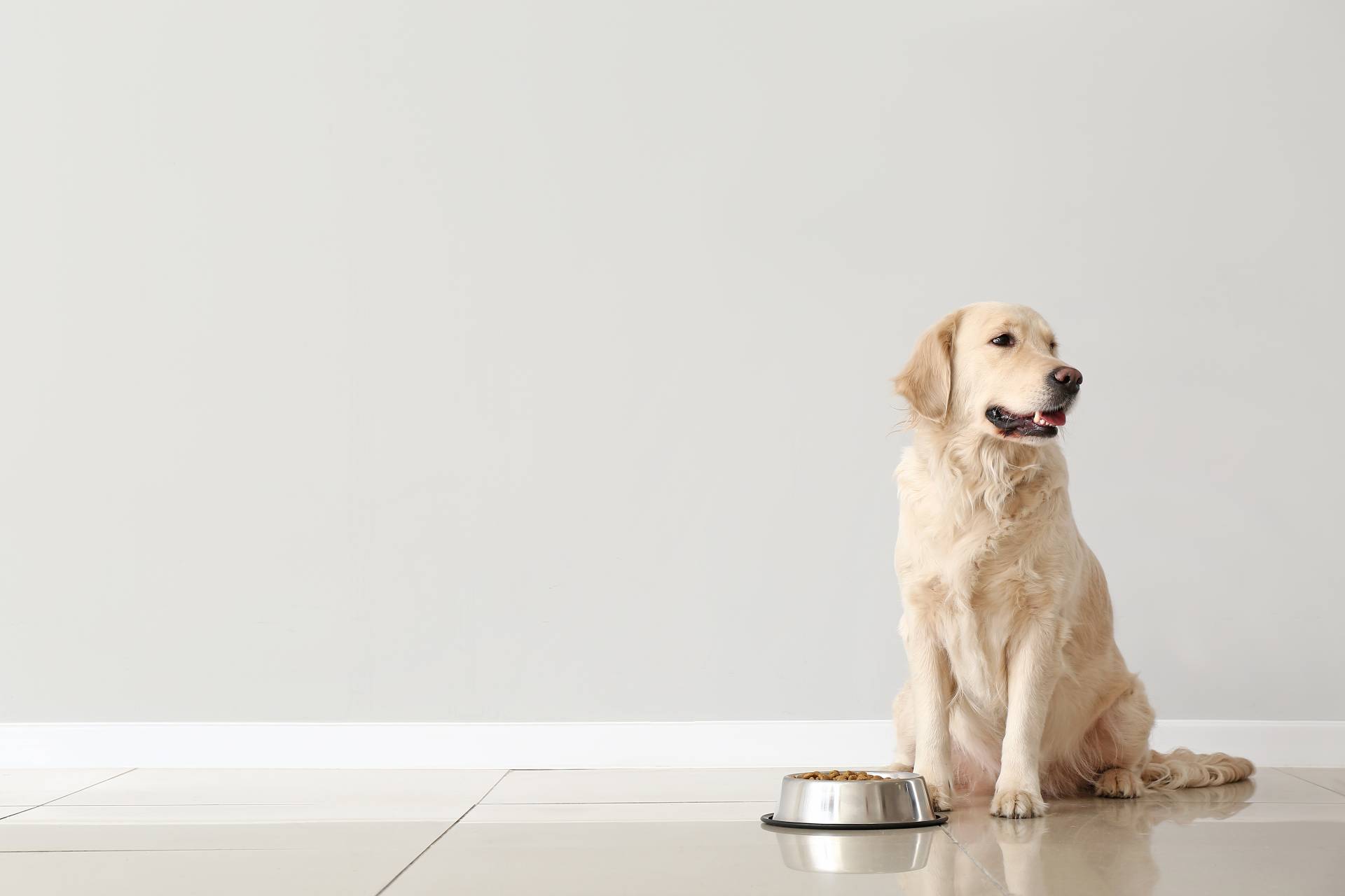 pet friendly hotels and dog food