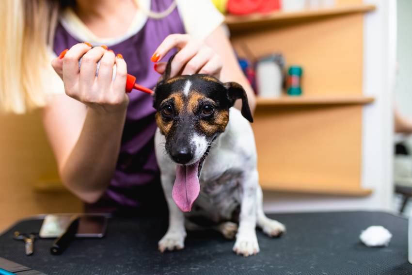 Dog Ear Infections: Tips for How to Take Care of Your Dog’s Ears