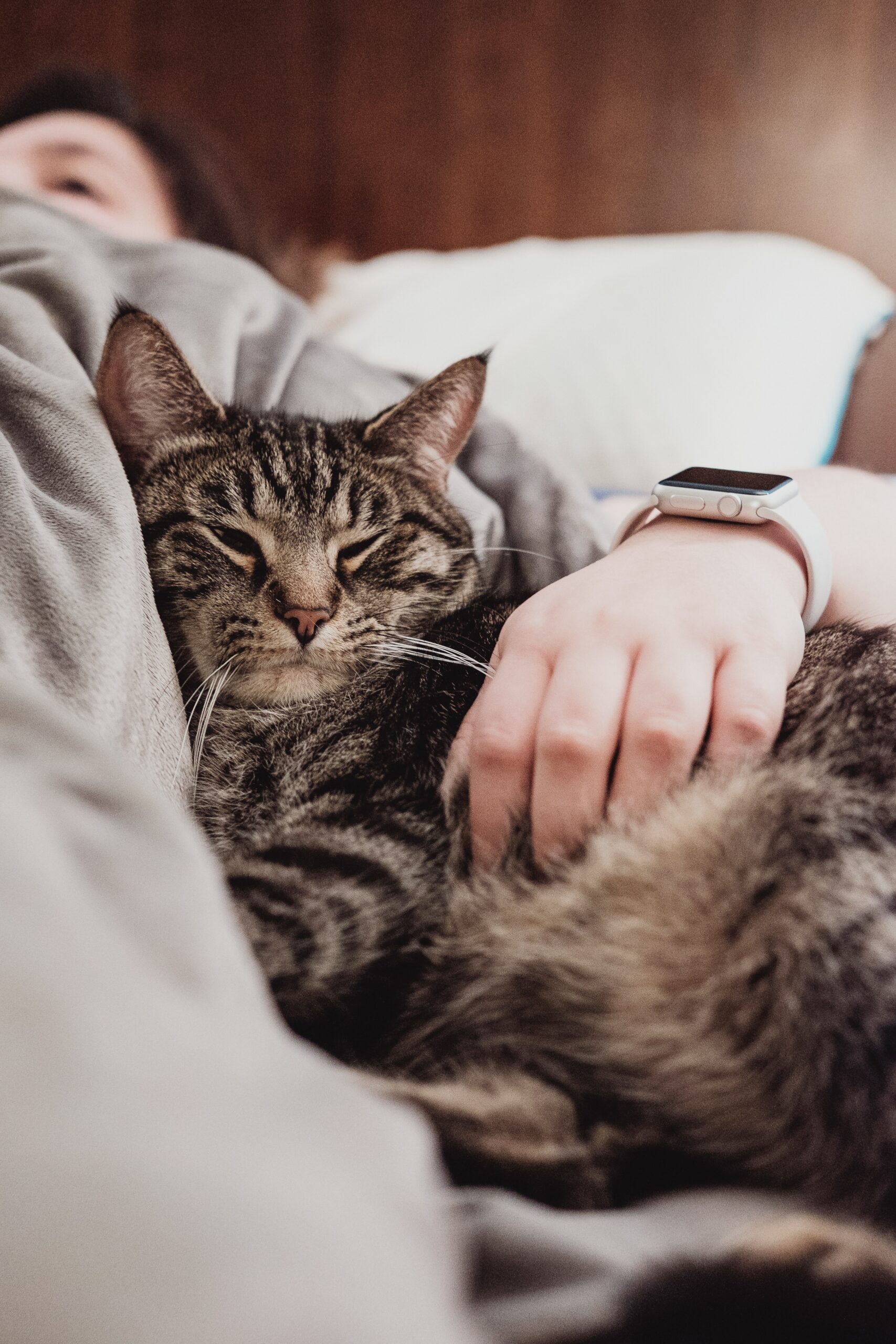 How Do Pet Friendly Hotels Address Noise Concerns?