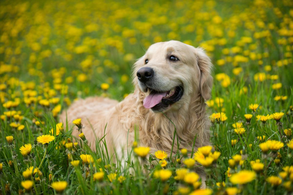 Simple Dog Care Tips Every Owner Should Know