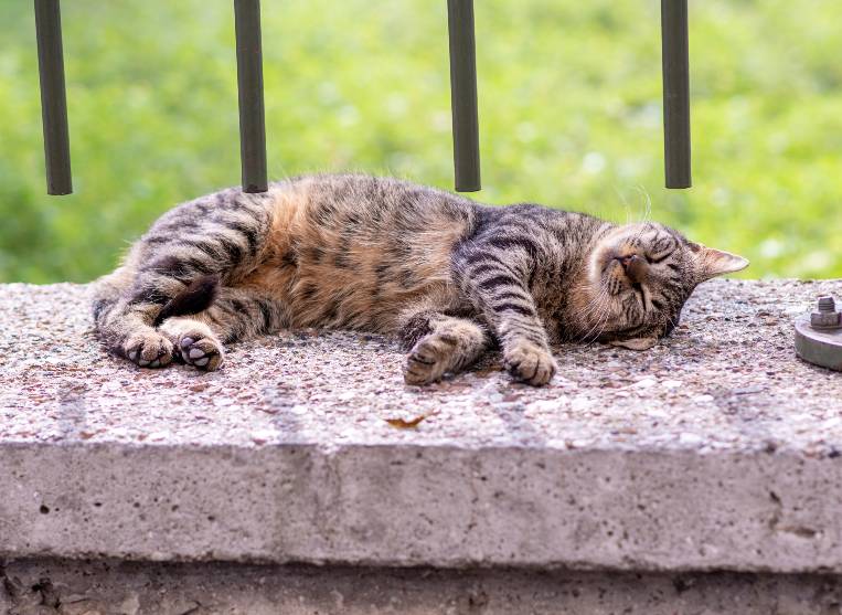 old cat lying outside
