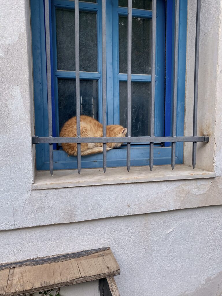 a cat sitting in a window sill outside a simple pet friendly hotel