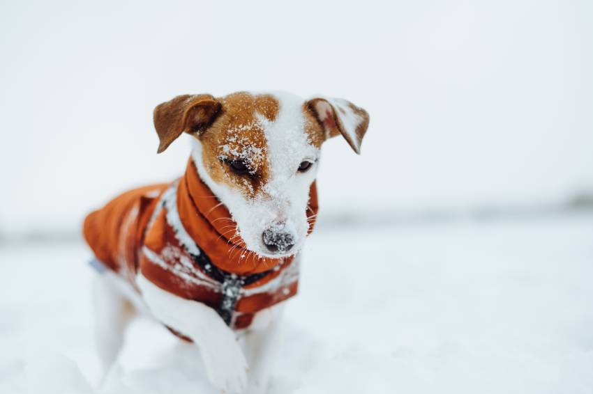 7 Winter Dog Care Tips